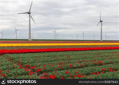 Colorful tulip fields with big wind turbines in the Netherlands. Colorful Dutch tulip fields with big wind turbines