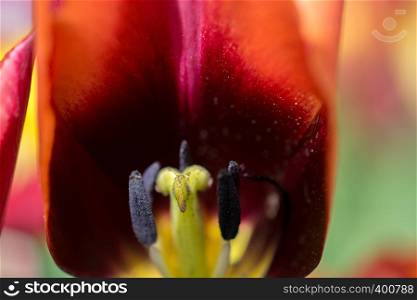 Colorful tulip flower bloom in the spring garden