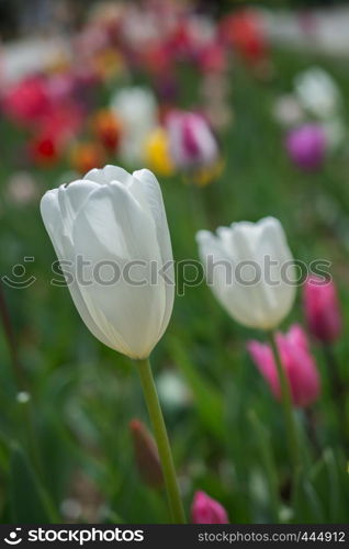 Colorful tulip flower bloom in the spring garden