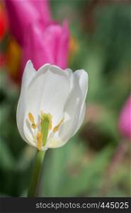 Colorful tulip flower bloom in the spring garden