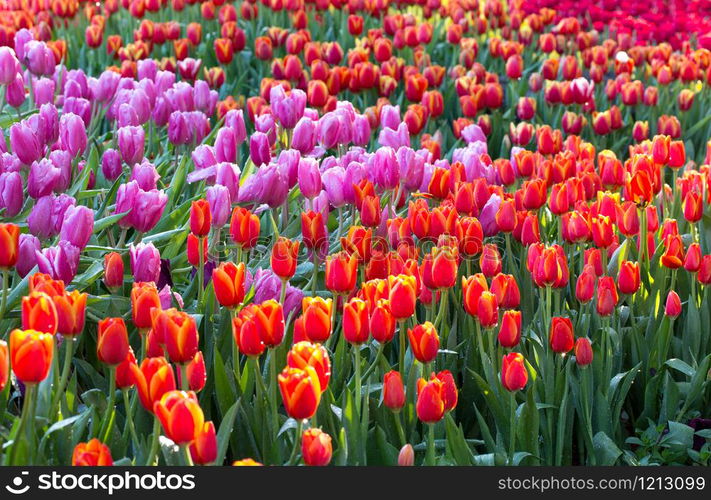 Colorful tulip flower fields blooming in the garden