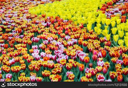 Colorful tulip flower fields blooming in the garden