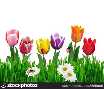 Colorful tulip Flowers And Green Grass On White Background