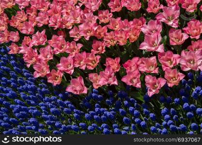 Colorful tulip flowers as a background
