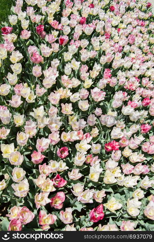 Colorful tulip flowers as a background