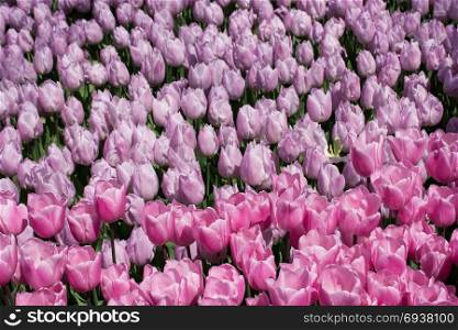Colorful tulip flowers as a background