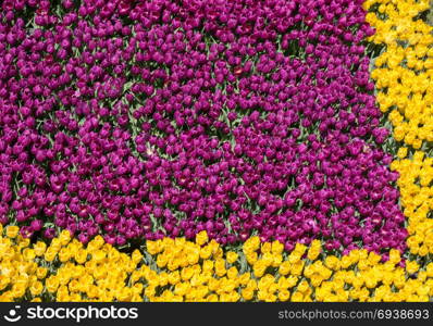 Colorful tulip flowers as a background