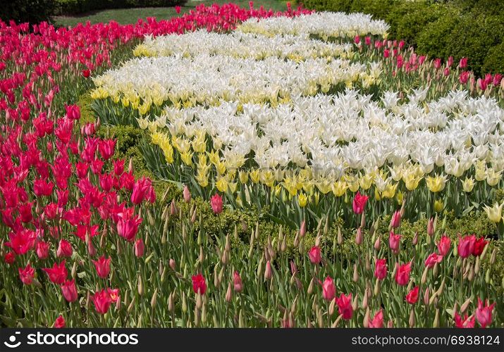 Colorful tulip flowers bloom in the garden