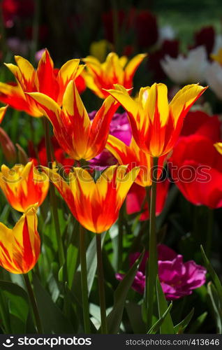 Colorful tulip flowers bloom in the spring garden