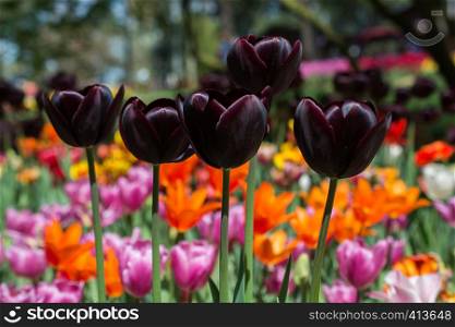 Colorful tulip flowers bloom in the spring garden