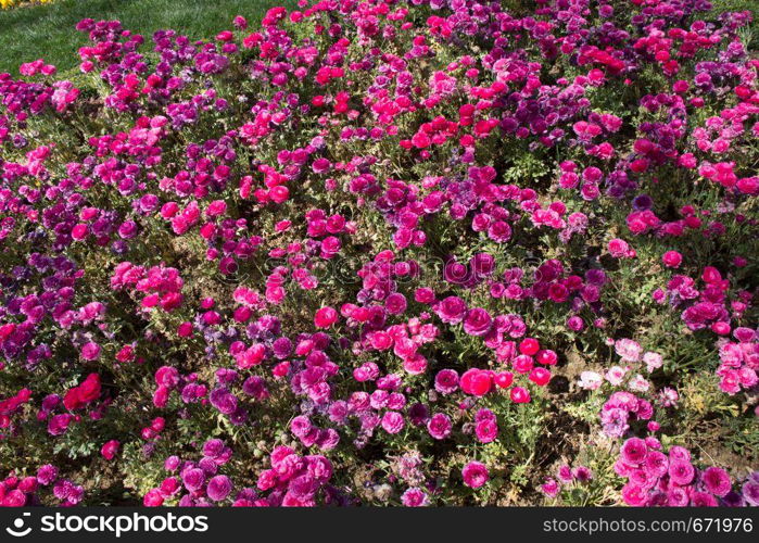 Colorful tulip flowers bloom in the spring garden