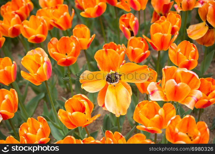 Colorful tulip flowers bloom in the spring garden