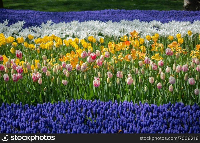 Colorful tulip flowers bloom in the spring  garden