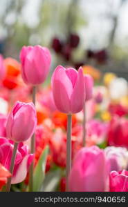 Colorful tulip flowers bloom in the spring garden