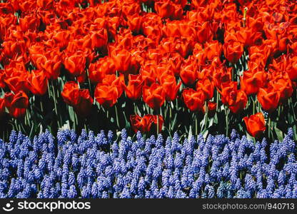 Colorful tulip flowers bloom in the spring garden