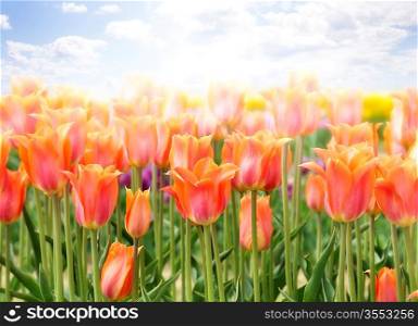 Colorful Tulip Flowers ,Close Up