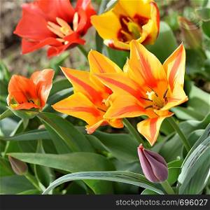 Colorful Tulip Flowers,Close Up