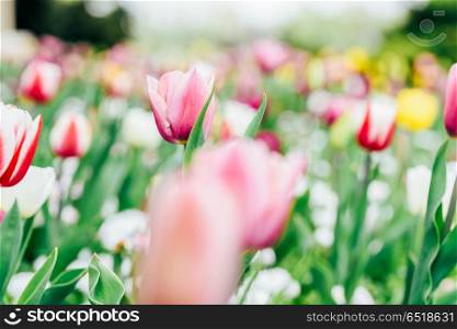 Colorful Tulip Flowers Close-Up In Netherlands Garden
