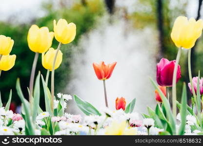 Colorful Tulip Flowers Close-Up In Netherlands Garden