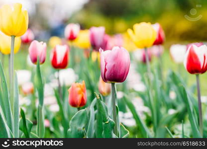 Colorful Tulip Flowers Close-Up In Netherlands Garden