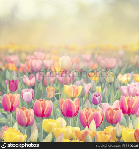 Colorful tulip flowers for background