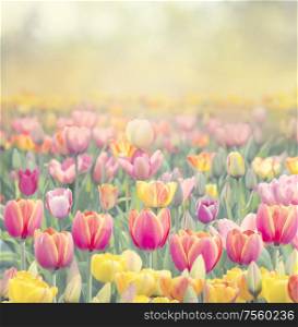 Colorful tulip flowers for background