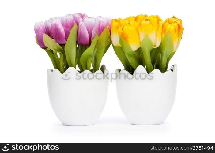 Colorful tulip flowers in the white pot