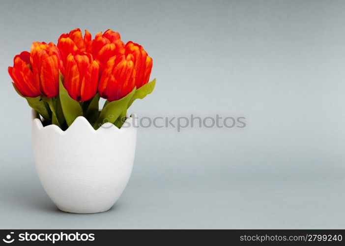 Colorful tulip flowers in the white pot