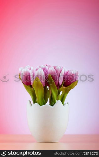 Colorful tulip flowers in the white pot