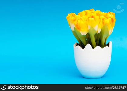 Colorful tulip flowers in the white pot