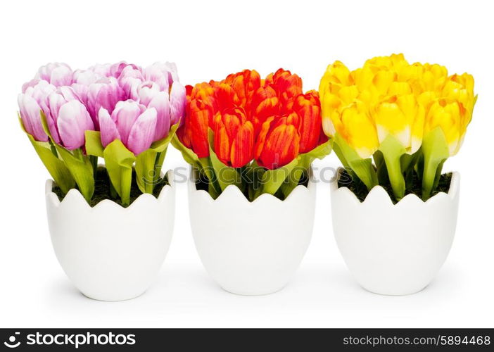 Colorful tulip flowers in the white pot