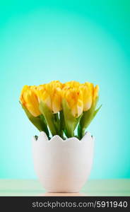 Colorful tulip flowers in the white pot