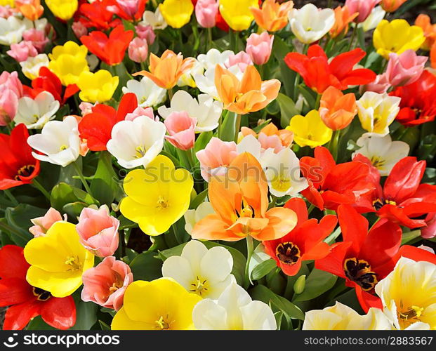Colorful Tulip Flowers On A Field