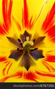 Colorful tulip inside. Abstraction composition of nature.