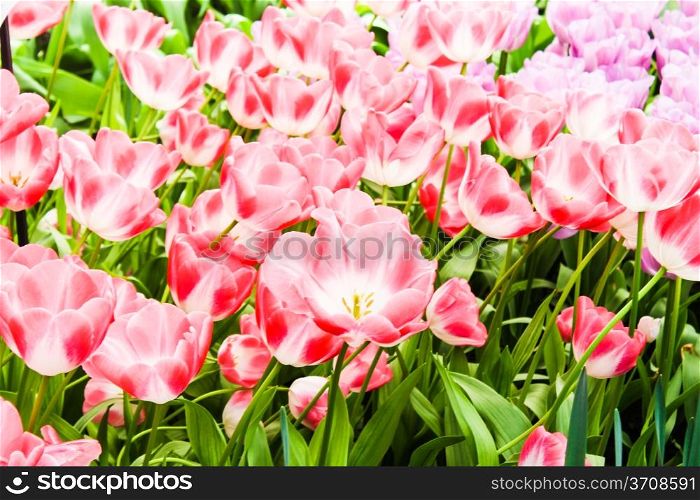 colorful tulips. Beautiful spring flowers. background of flowers.