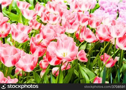 colorful tulips. Beautiful spring flowers. background of flowers.