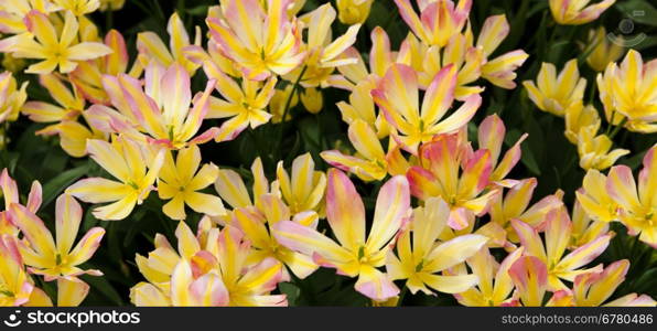 colorful tulips. Beautiful spring flowers. background of flowers.