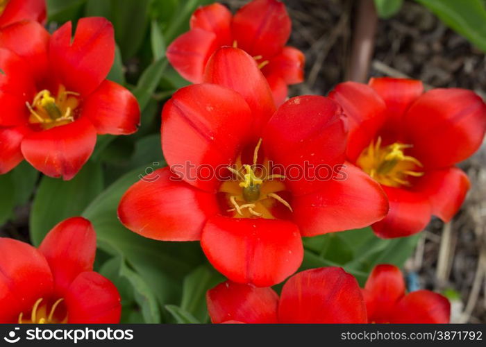 colorful tulips, Beautiful tulips in spring garden