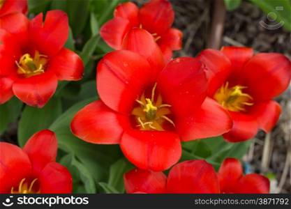 colorful tulips, Beautiful tulips in spring garden