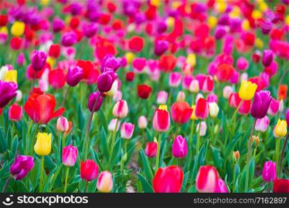 colorful tulips bloom in the garden
