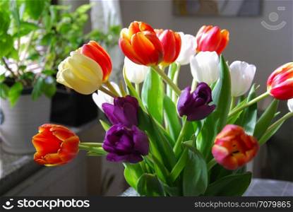 Colorful tulips bouquet by a window