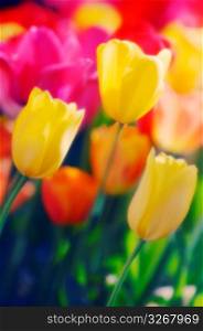Colorful tulips, close-up