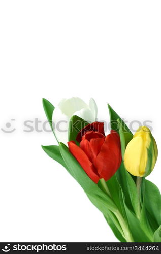 colorful tulips close up holiday background