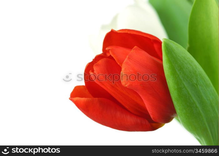 colorful tulips close up holiday background