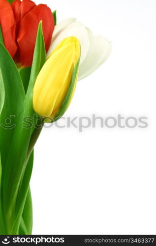 colorful tulips close up holiday background