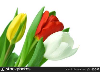 colorful tulips close up holiday background
