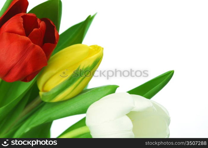 colorful tulips close up holiday background