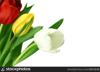 colorful tulips close up holiday background