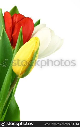 colorful tulips close up holiday background