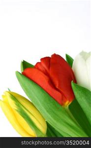 colorful tulips close up holiday background